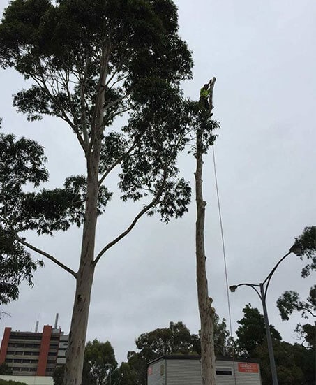 Specialised Tree Climbing