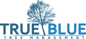 Bluetree Logo