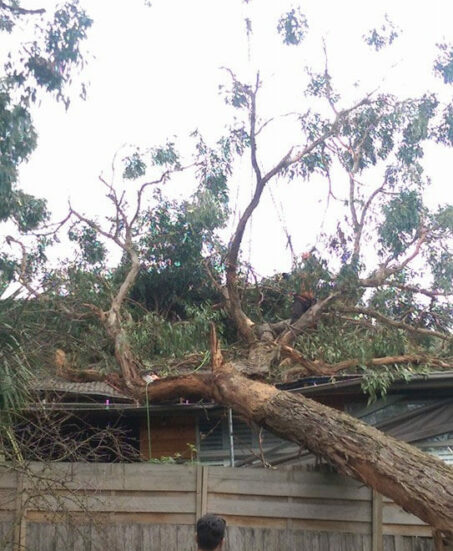 Tree on house