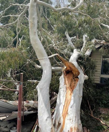 Crane removing tree