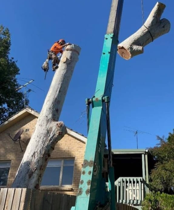 Arborists Services
