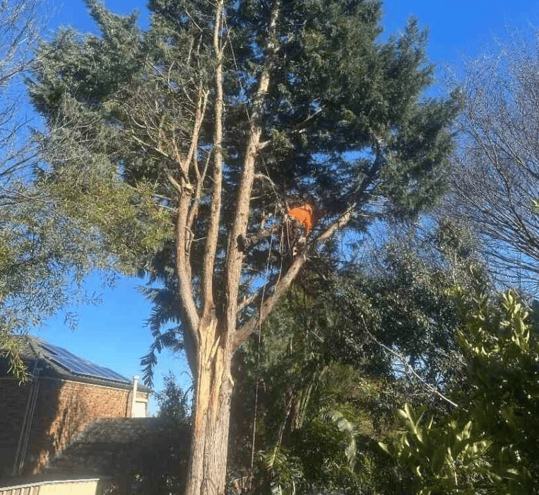 Tree Removal Melbourne