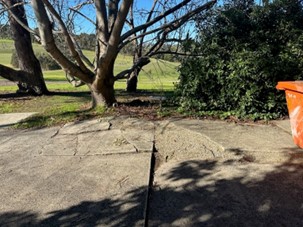 Tree-roots-lifting-concrete-driveway