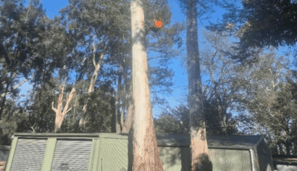 Why Does It Cost So Much to Get My Tree Removed?