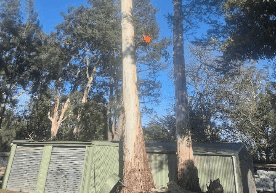 Why Does It Cost So Much to Get My Tree Removed?