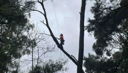 Why Should You Hire an Arborist?