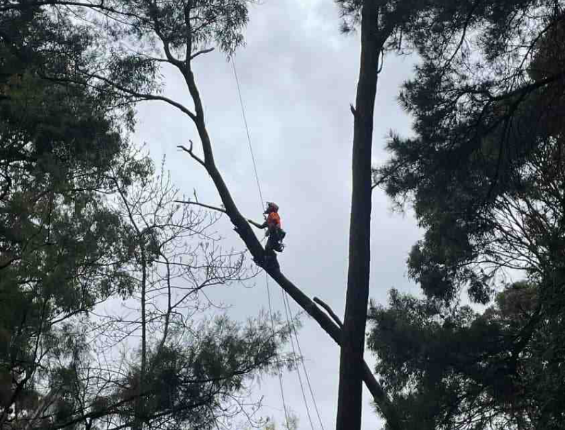 Why Should You Hire an Arborist?