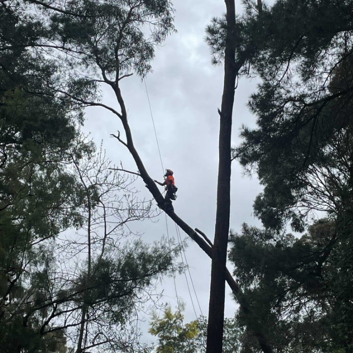Arborist Mornington Peninsula