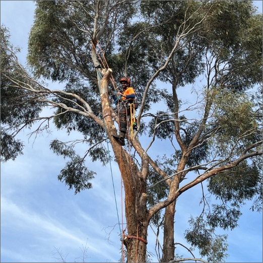 Find A Tree Care & Removal Near You