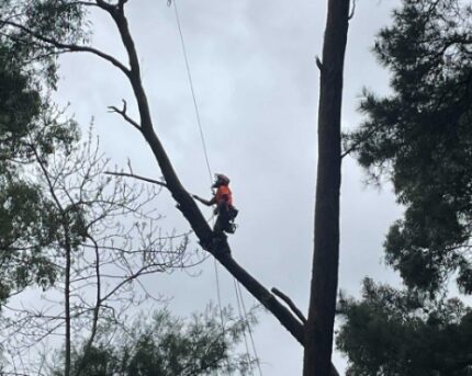 Council Tree Management