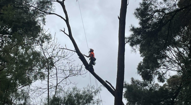 Council Tree Management