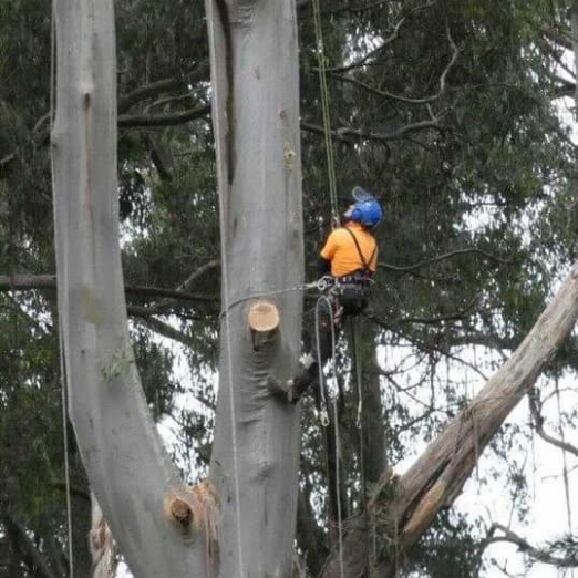 Council Tree Management