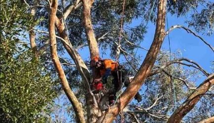 What is Deadwooding and Why It is Important?