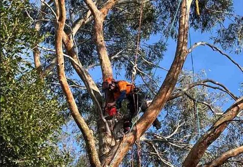 What is Deadwooding and Why It is Important?