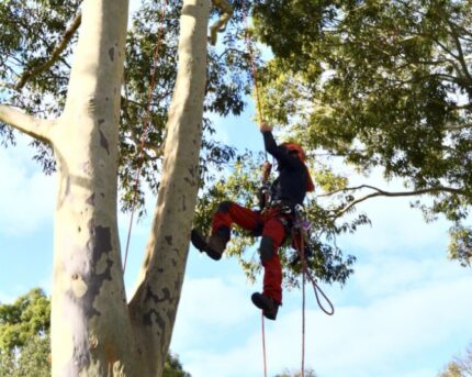 Specialised Tree Climbing in Melbourne