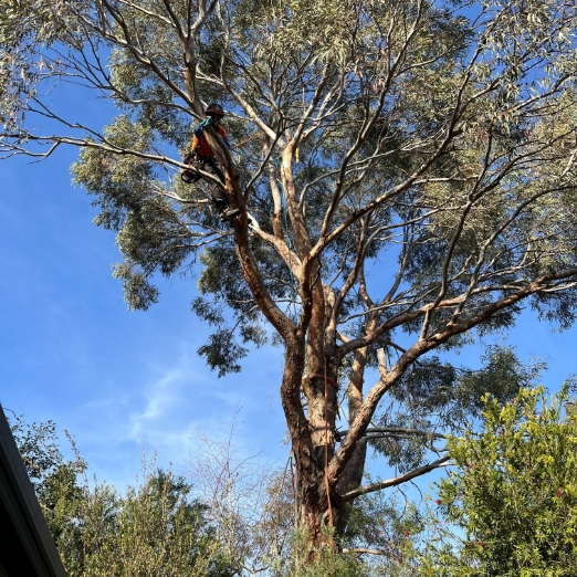 Specialised Tree Climbing in Melbourne