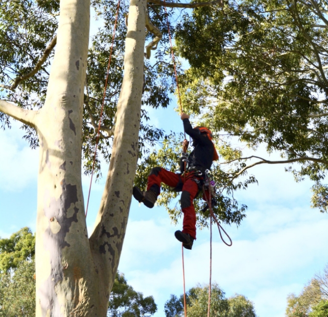 Specialised Tree Climbing in Melbourne