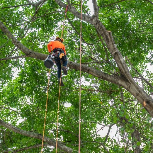 Tree Pruning Melbourne