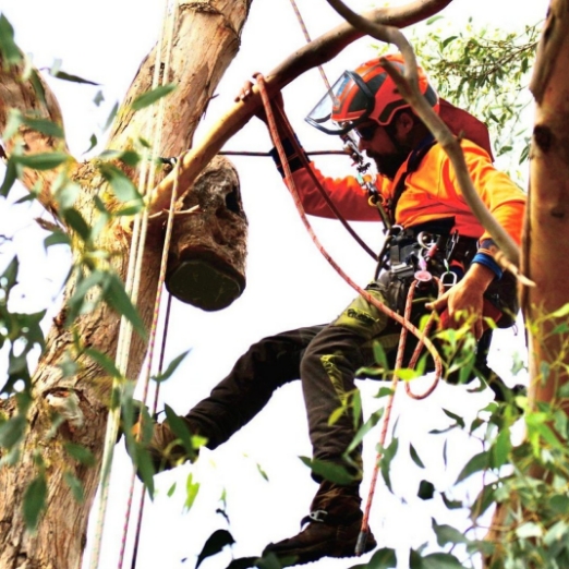 Tree Services Melbourne