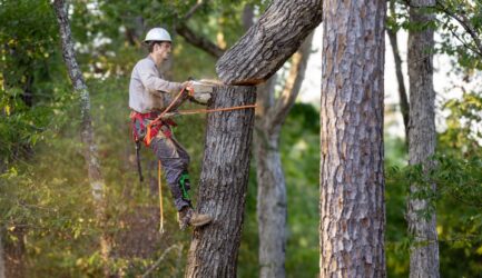 What Happens to Wildlife if We Get a Tree Cut Down?