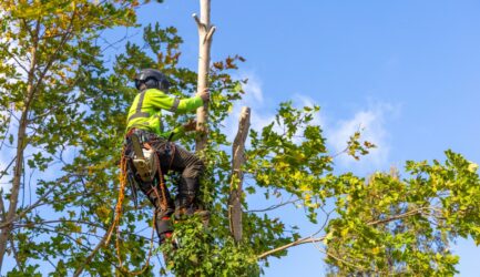 What is an Arborist Report?