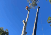 How to Become an Arborist?