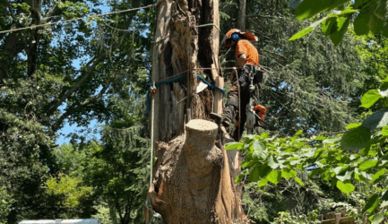 How to Remove a Tree? A Complete Guide for Melbourne Homeowners