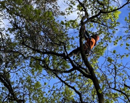 Tree Pruning