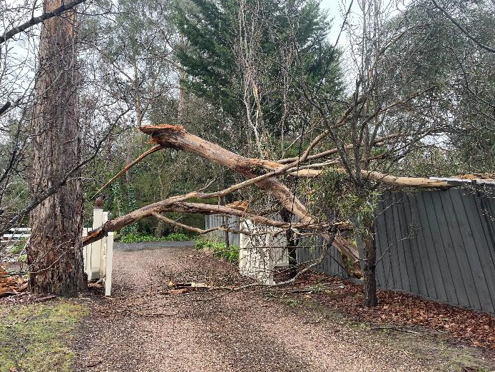 Professional Tree pruning