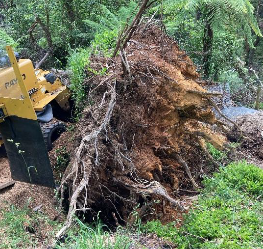 Tree root removal