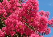What are the Best Trees to Plant in Summer in Melbourne?