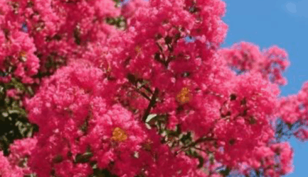 What are the Best Trees to Plant in Summer in Melbourne?