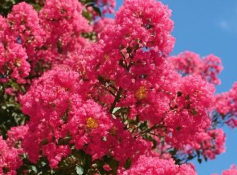 What are the Best Trees to Plant in Summer in Melbourne?