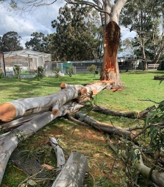 Tree Pruning Melbourne
