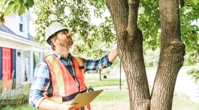 Arborist Reports