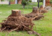 Understanding Tree Root Behaviour in Melbourne Gardens