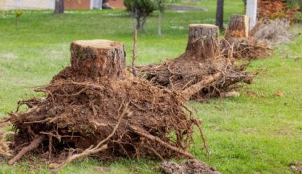 Understanding Tree Root Behaviour in Melbourne Gardens