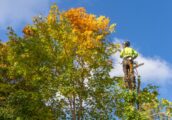 Why Regular Tree Maintenance Is Essential for Melbourne Homes