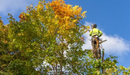 Why Regular Tree Maintenance Is Essential for Melbourne Homes