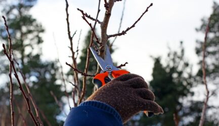 Can a Tree Die from Pruning?