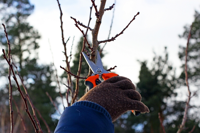 Can a Tree Die from Pruning?