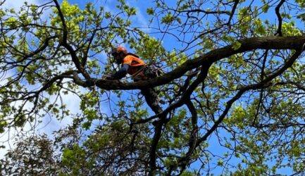 Professional Tree Removal Services in Melbourne: A Complete Guide