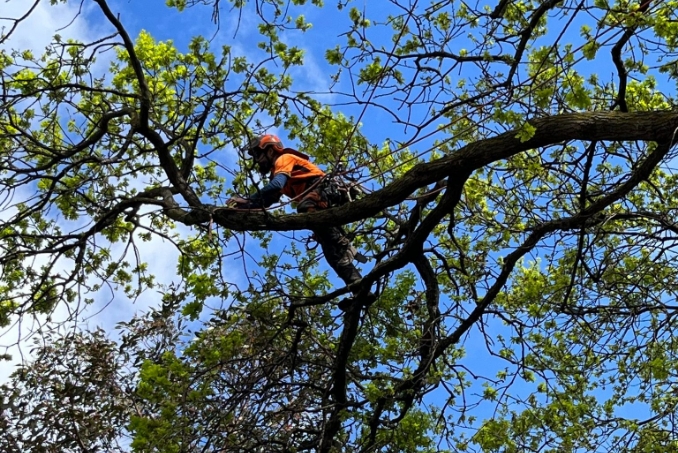 Professional Tree Removal Services in Melbourne: A Complete Guide