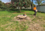 Affordable Stump Grinding and Removal Options for Melbourne Homeowners