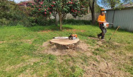 Affordable Stump Grinding and Removal Options for Melbourne Homeowners