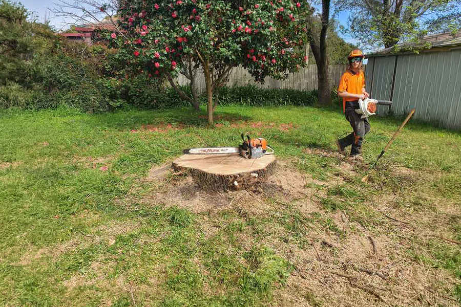 Affordable Stump Grinding and Removal Options for Melbourne Homeowners