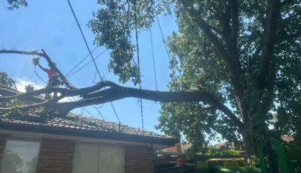 Emergency Tree Removal in Melbourne: What You Need to Know