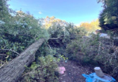Does Home Insurance Cover Emergency Tree Removal After a Storm in Melbourne?
