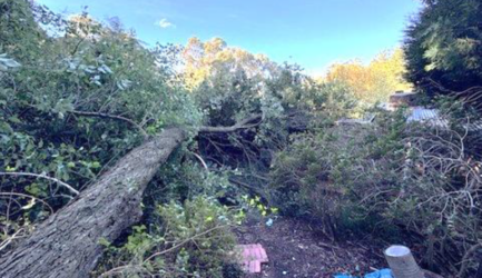 Does Home Insurance Cover Emergency Tree Removal After a Storm in Melbourne?