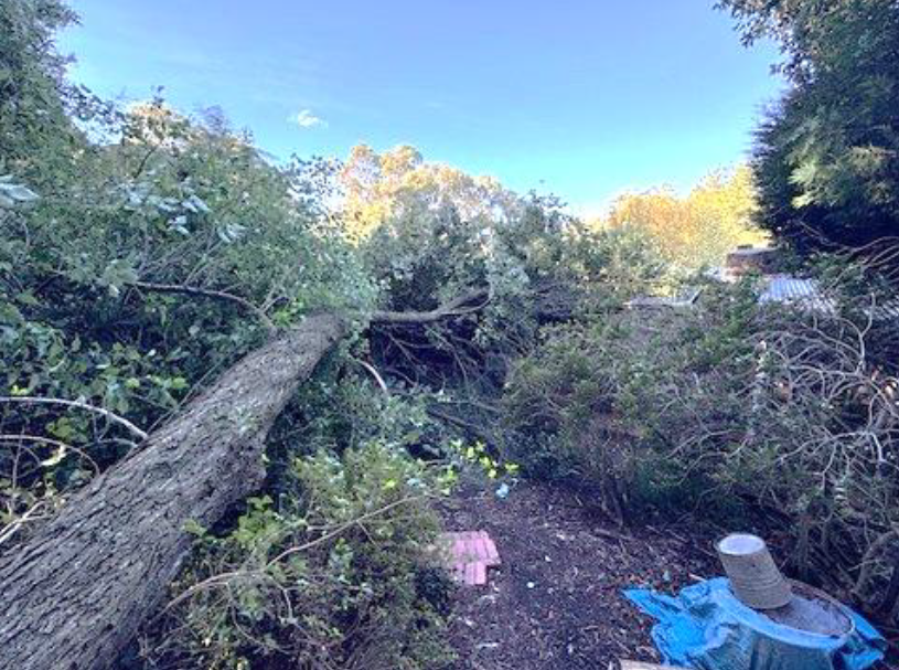 Does Home Insurance Cover Emergency Tree Removal After a Storm in Melbourne?